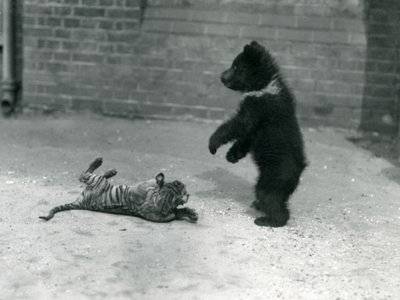 Ein Braunbärenjunges spielt mit einem Tigerjunges im Londoner Zoo, April 1914 von Frederick William Bond